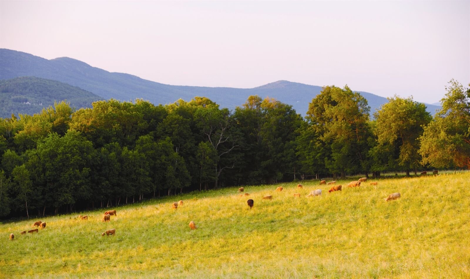 Cattle in the field